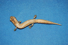 Hartweg's Mushroomtongue Salamander photo 2