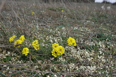 Alyssum calycocarpum