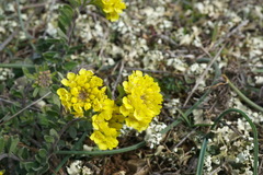 Alyssum calycocarpum