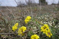 Alyssum calycocarpum