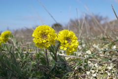 Alyssum calycocarpum