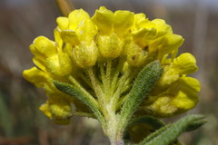 Alyssum calycocarpum