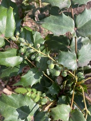 Berberis japonica