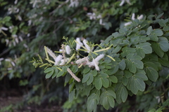 Mimosa caesalpiniifolia