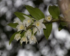 Dendrobium aqueum