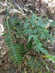 Blechnum parrisiae