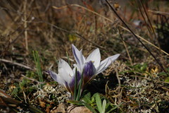 Crocus tauricus