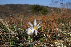 Crocus tauricus