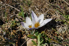 Crocus tauricus