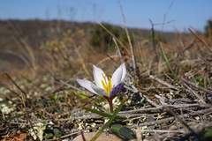 Crocus tauricus