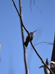 Cynanthus latirostris