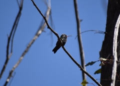 Cynanthus latirostris