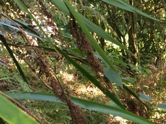 Machaerina sinclairii