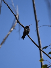 Cynanthus latirostris