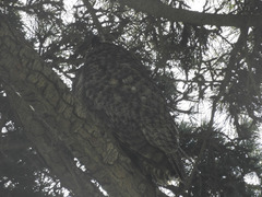 Bubo virginianus