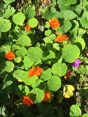 Tropaeolum majus