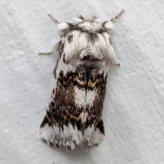 Aglaosoma periblepta