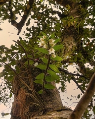 Dendrobium aqueum