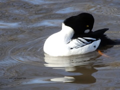 Bucephala clangula