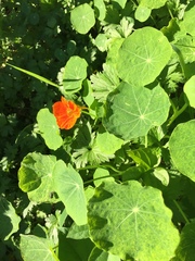 Tropaeolum majus