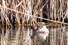 Tachybaptus ruficollis