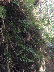 Adiantum raddianum