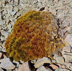 Aciphylla dobsonii