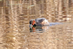 Tachybaptus ruficollis