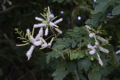 Mimosa caesalpiniifolia