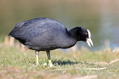 Fulica atra