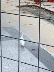 Columba livia domestica
