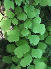 Adiantum raddianum