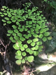 Adiantum raddianum