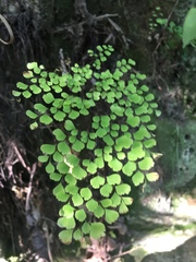 Adiantum raddianum