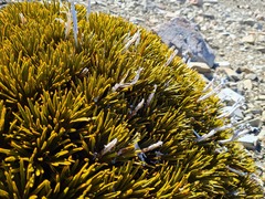 Aciphylla dobsonii