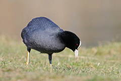Fulica atra