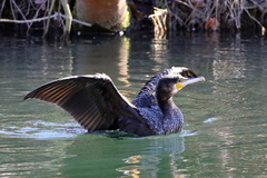 Phalacrocorax carbo