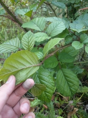 Rubus wallichianus