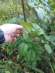 Rubus wallichianus