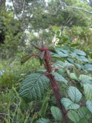 Rubus wallichianus