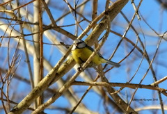 Cyanistes caeruleus