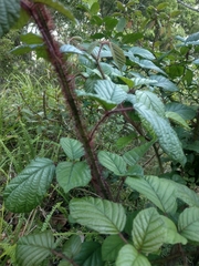 Rubus wallichianus