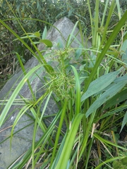 Scirpus ternatanus
