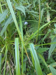 Scirpus ternatanus