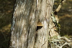 Pyrofomes demidoffii