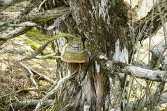 Pyrofomes demidoffii