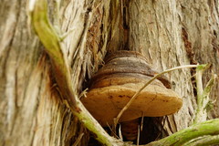 Pyrofomes demidoffii