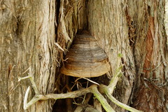 Pyrofomes demidoffii