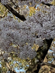 Prunus × yedoensis