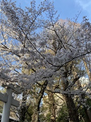 Prunus × yedoensis